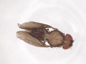  ( - CBG-B04401-H08)  @11 [ ] CreativeCommons - Attribution Share - Alike (2025) Centre for Biodiversity Genomics Centre for Biodiversity Genomics