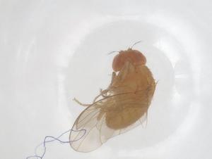  ( - CBG-B04406-E09)  @11 [ ] CreativeCommons - Attribution Share - Alike (2025) Centre for Biodiversity Genomics Centre for Biodiversity Genomics