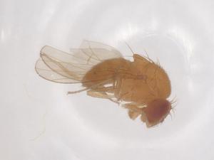  ( - CBG-B04407-G11)  @11 [ ] CreativeCommons - Attribution Share - Alike (2025) Centre for Biodiversity Genomics Centre for Biodiversity Genomics