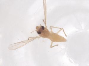  ( - CBG-B04417-G05)  @11 [ ] CreativeCommons - Attribution Share - Alike (2025) Centre for Biodiversity Genomics Centre for Biodiversity Genomics