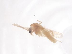  ( - CBG-B04417-H09)  @11 [ ] CreativeCommons - Attribution Share - Alike (2025) Centre for Biodiversity Genomics Centre for Biodiversity Genomics