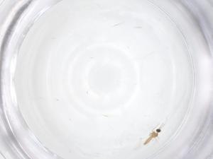  ( - CBG-B04418-A09)  @11 [ ] CreativeCommons - Attribution Share - Alike (2025) Centre for Biodiversity Genomics Centre for Biodiversity Genomics