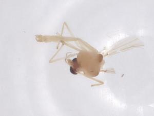  ( - CBG-B04419-G07)  @11 [ ] CreativeCommons - Attribution Share - Alike (2025) Centre for Biodiversity Genomics Centre for Biodiversity Genomics