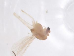  ( - CBG-B04419-H02)  @11 [ ] CreativeCommons - Attribution Share - Alike (2025) Centre for Biodiversity Genomics Centre for Biodiversity Genomics