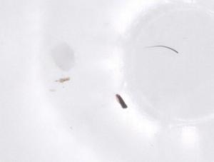  ( - CBG-B04419-H03)  @11 [ ] CreativeCommons - Attribution Share - Alike (2025) Centre for Biodiversity Genomics Centre for Biodiversity Genomics