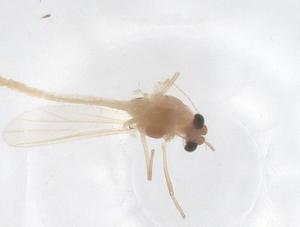  ( - CBG-B04420-E04)  @11 [ ] CreativeCommons - Attribution Share - Alike (2025) Centre for Biodiversity Genomics Centre for Biodiversity Genomics