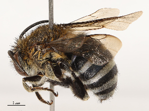  ( - CBG-B19982-E07)  @11 [ ] CreativeCommons - Attribution Share - Alike (2025) CBG Photography Group Centre for Biodiversity Genomics