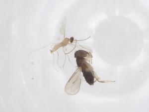  ( - CBG-B20159-E07)  @11 [ ] CreativeCommons - Attribution Share - Alike (2025) Centre for Biodiversity Genomics Centre for Biodiversity Genomics