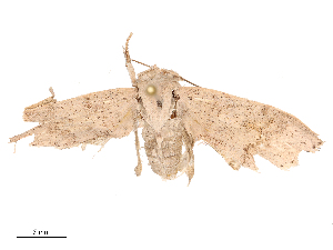  ( - CBG-B21845-B08)  @11 [ ] CreativeCommons - Attribution Share - Alike (2025) CBG Photography Group Centre for Biodiversity Genomics