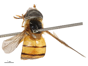  ( - CBG-B21845-F12)  @11 [ ] CreativeCommons - Attribution Share - Alike (2025) CBG Photography Group Centre for Biodiversity Genomics