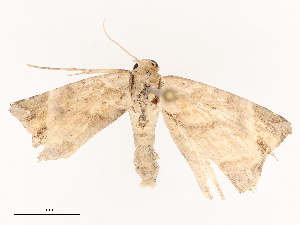  ( - CBG-B21846-F04)  @11 [ ] CreativeCommons - Attribution Share - Alike (2025) CBG Photography Group Centre for Biodiversity Genomics