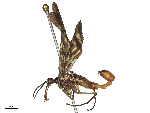  ( - CBG-B21847-D02)  @11 [ ] CreativeCommons - Attribution Share - Alike (2025) CBG Photography Group Centre for Biodiversity Genomics