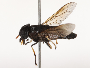  ( - CBG-B21851-A05)  @11 [ ] CreativeCommons - Attribution Share - Alike (2025) CBG Photography Group Centre for Biodiversity Genomics