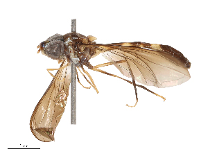  ( - CBG-B21855-B04)  @11 [ ] CreativeCommons - Attribution Share - Alike (2025) CBG Photography Group Centre for Biodiversity Genomics