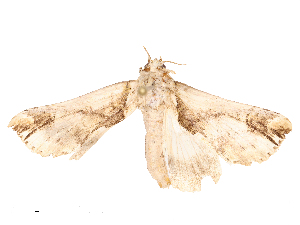  ( - CBG-B21855-C04)  @11 [ ] CreativeCommons - Attribution Share - Alike (2025) CBG Photography Group Centre for Biodiversity Genomics