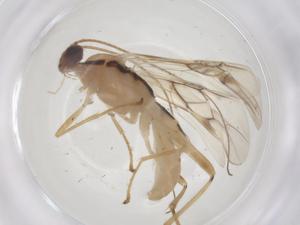  ( - CBG-B22222-A05)  @11 [ ] CreativeCommons - Attribution Share - Alike (2025) Centre for Biodiversity Genomics Centre for Biodiversity Genomics