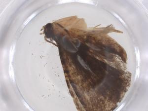  ( - CBG-B22223-B02)  @11 [ ] CreativeCommons - Attribution Share - Alike (2025) Centre for Biodiversity Genomics Centre for Biodiversity Genomics