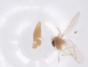  ( - CBG-B22325-B05)  @11 [ ] CreativeCommons - Attribution Share - Alike (2025) Centre for Biodiversity Genomics Centre for Biodiversity Genomics