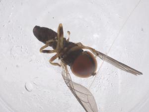  ( - CBG-B22462-B12)  @11 [ ] CreativeCommons - Attribution Share - Alike (2025) Centre for Biodiversity Genomics Centre for Biodiversity Genomics