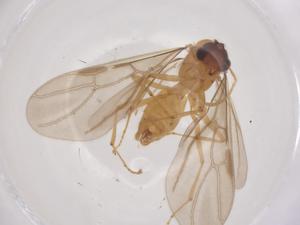  ( - CBG-B22479-E09)  @11 [ ] CreativeCommons - Attribution Share - Alike (2025) Centre for Biodiversity Genomics Centre for Biodiversity Genomics