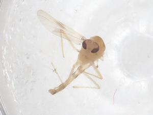  ( - CBG-B22512-H03)  @11 [ ] CreativeCommons - Attribution Share - Alike (2025) Centre for Biodiversity Genomics Centre for Biodiversity Genomics