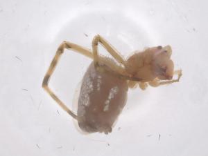  (Leucauge tessellata - CBG-B22513-B11)  @11 [ ] CreativeCommons - Attribution Share - Alike (2025) Centre for Biodiversity Genomics Centre for Biodiversity Genomics