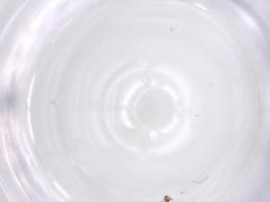  ( - CBG-B23464-A07)  @11 [ ] CreativeCommons - Attribution Share - Alike (2025) Centre for Biodiversity Genomics Centre for Biodiversity Genomics