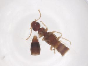  ( - CBG-B23481-A07)  @11 [ ] CreativeCommons - Attribution Share - Alike (2025) Centre for Biodiversity Genomics Centre for Biodiversity Genomics