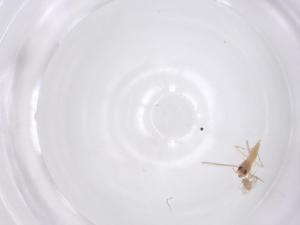  ( - CBG-B23494-A07)  @11 [ ] CreativeCommons - Attribution Share - Alike (2025) Centre for Biodiversity Genomics Centre for Biodiversity Genomics