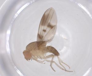  ( - CBG-B23494-F03)  @11 [ ] CreativeCommons - Attribution Share - Alike (2025) Centre for Biodiversity Genomics Centre for Biodiversity Genomics