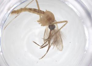  (Coquillettidia crassipes - CBG-B23495-C12)  @11 [ ] CreativeCommons - Attribution Share - Alike (2025) Centre for Biodiversity Genomics Centre for Biodiversity Genomics