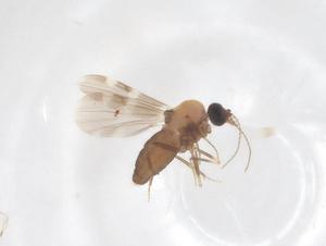  ( - CBG-B23496-H02)  @11 [ ] CreativeCommons - Attribution Share - Alike (2025) Centre for Biodiversity Genomics Centre for Biodiversity Genomics