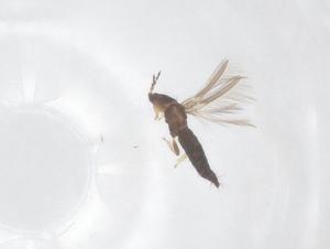  ( - CBG-B23517-B08)  @11 [ ] CreativeCommons - Attribution Share - Alike (2025) Centre for Biodiversity Genomics Centre for Biodiversity Genomics