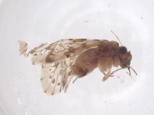  (Trichadenotecnum arciforme - CBG-B23524-A08)  @11 [ ] CreativeCommons - Attribution Share - Alike (2025) Centre for Biodiversity Genomics Centre for Biodiversity Genomics