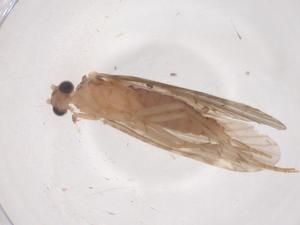  ( - CBG-B23525-G06)  @11 [ ] CreativeCommons - Attribution Share - Alike (2025) Centre for Biodiversity Genomics Centre for Biodiversity Genomics