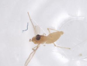  ( - CBG-B23765-G04)  @11 [ ] CreativeCommons - Attribution Share - Alike (2025) Centre for Biodiversity Genomics Centre for Biodiversity Genomics