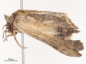  (Stictoptera trajiciens - CBG-B23830-A06)  @11 [ ] CreativeCommons - Attribution Share - Alike (2025) CBG Photography Group Centre for Biodiversity Genomics