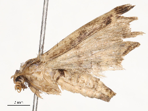  ( - CBG-B23830-A11)  @11 [ ] CreativeCommons - Attribution Share - Alike (2025) CBG Photography Group Centre for Biodiversity Genomics