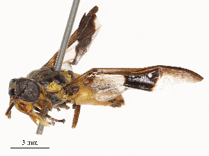  ( - CBG-B23830-D06)  @11 [ ] CreativeCommons - Attribution Share - Alike (2025) CBG Photography Group Centre for Biodiversity Genomics