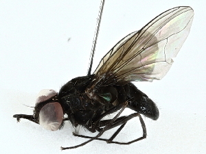  ( - BIOUG91324-C10)  @11 [ ] CreativeCommons - Attribution (2022) CBG Photography Group Centre for Biodiversity Genomics