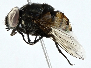  ( - BIOUG91325-G06)  @11 [ ] CreativeCommons - Attribution (2022) CBG Photography Group Centre for Biodiversity Genomics