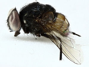  ( - BIOUG91325-G08)  @11 [ ] CreativeCommons - Attribution (2022) CBG Photography Group Centre for Biodiversity Genomics