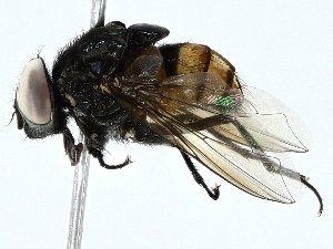  ( - BIOUG91326-G08)  @11 [ ] CreativeCommons - Attribution (2022) CBG Photography Group Centre for Biodiversity Genomics