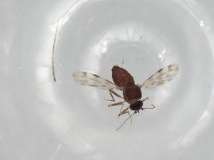  ( - BIOUG95562-F10)  @11 [ ] CreativeCommons - Attribution (2022) Centre for Biodiversity Genomics Centre for Biodiversity Genomics