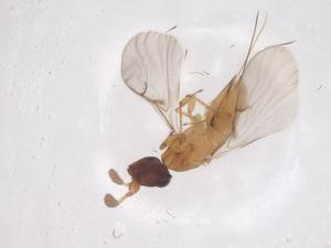  (Deilagaon annulatae - CBG-B00419-F07)  @11 [ ] CreativeCommons - Attribution Share - Alike (2025) Centre for Biodiversity Genomics Centre for Biodiversity Genomics