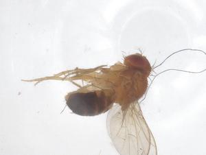  ( - CBG-B00421-F12)  @11 [ ] CreativeCommons - Attribution Share - Alike (2025) Centre for Biodiversity Genomics Centre for Biodiversity Genomics