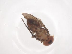  ( - CBG-B01086-G01)  @11 [ ] CreativeCommons - Attribution Share - Alike (2025) Centre for Biodiversity Genomics Centre for Biodiversity Genomics