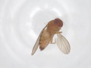  ( - CBG-B01087-E11)  @11 [ ] CreativeCommons - Attribution Share - Alike (2025) Centre for Biodiversity Genomics Centre for Biodiversity Genomics