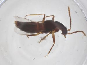  ( - CBG-B01106-A06)  @11 [ ] CreativeCommons - Attribution Share - Alike (2025) Centre for Biodiversity Genomics Centre for Biodiversity Genomics