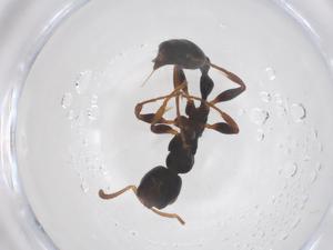  ( - CBG-B02694-C10)  @11 [ ] CreativeCommons - Attribution Share - Alike (2025) Centre for Biodiversity Genomics Centre for Biodiversity Genomics